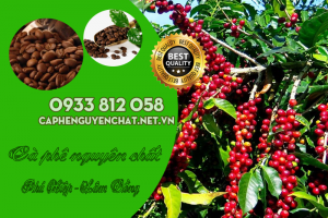 Cà phê nguyên chất Xã Phú Hiệp Lâm Đồng